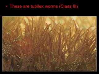 • These are tubifex worms (Class III)
 
