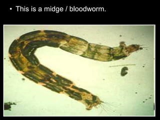 • This is a midge / bloodworm.
 