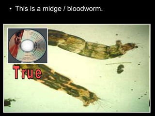 • This is a midge / bloodworm.
 