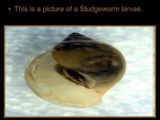 • This is a picture of a Sludgeworm larvae.
 