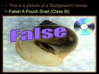• This is a picture of a Sludgeworm larvae.
• False! A Pouch Snail (Class III)
 