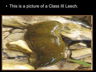 • This is a picture of a Class III Leech.
 
