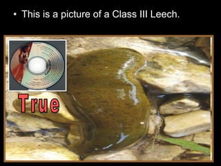 • This is a picture of a Class III Leech.
 
