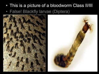 • This is a picture of a bloodworm Class II/III
• False! Blackfly larvae (Diptera)
 