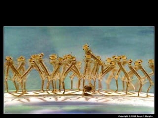 Copyright © 2010 Ryan P. Murphy
 