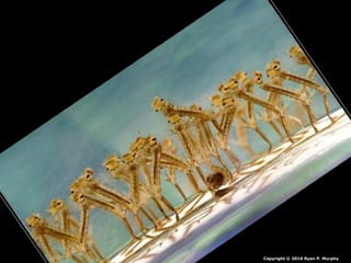 Copyright © 2010 Ryan P. Murphy
 