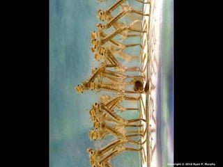 Copyright © 2010 Ryan P. Murphy
 