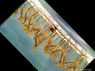 Copyright © 2010 Ryan P. Murphy
 