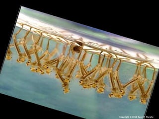 Copyright © 2010 Ryan P. Murphy
 