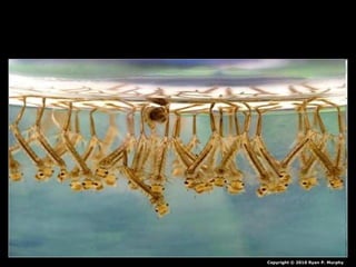 Copyright © 2010 Ryan P. Murphy
 