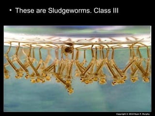 • These are Sludgeworms. Class III
Copyright © 2010 Ryan P. Murphy
 
