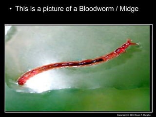 • This is a picture of a Bloodworm / Midge
Copyright © 2010 Ryan P. Murphy
 