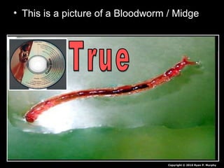 • This is a picture of a Bloodworm / Midge
Copyright © 2010 Ryan P. Murphy
 