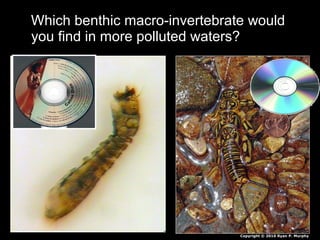 Which benthic macro-invertebrate would
you find in more polluted waters?
Copyright © 2010 Ryan P. Murphy
 