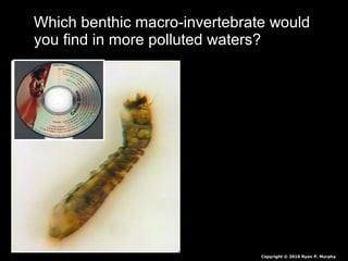 Which benthic macro-invertebrate would
you find in more polluted waters?
Copyright © 2010 Ryan P. Murphy
 
