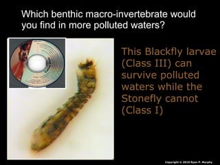 Which benthic macro-invertebrate would
you find in more polluted waters?
Copyright © 2010 Ryan P. Murphy
This Blackfly larvae
(Class III) can
survive polluted
waters while the
Stonefly cannot
(Class I)
 