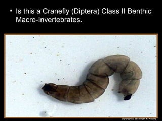 • Is this a Cranefly (Diptera) Class II Benthic
Macro-Invertebrates.
Copyright © 2010 Ryan P. Murphy
 