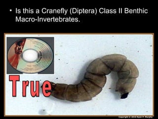 • Is this a Cranefly (Diptera) Class II Benthic
Macro-Invertebrates.
Copyright © 2010 Ryan P. Murphy
 