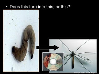 • Does this turn into this, or this?
Copyright © 2010 Ryan P. Murphy
 