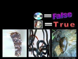 Copyright © 2010 Ryan P. Murphy
 