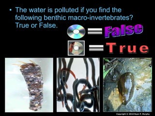 • The water is polluted if you find the
following benthic macro-invertebrates?
True or False.
Copyright © 2010 Ryan P. Murphy
 