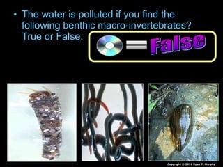• The water is polluted if you find the
following benthic macro-invertebrates?
True or False.
Copyright © 2010 Ryan P. Murphy
 