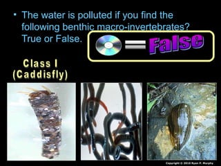 • The water is polluted if you find the
following benthic macro-invertebrates?
True or False.
Copyright © 2010 Ryan P. Murphy
 