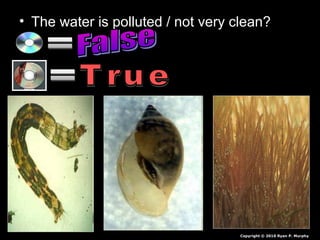 • The water is polluted / not very clean?
Copyright © 2010 Ryan P. Murphy
 