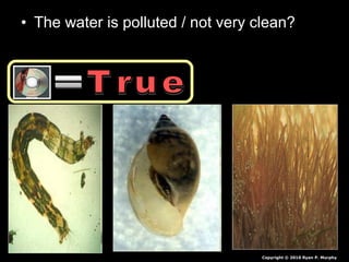 • The water is polluted / not very clean?
Copyright © 2010 Ryan P. Murphy
 