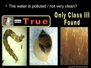 • The water is polluted / not very clean?
Copyright © 2010 Ryan P. Murphy
 