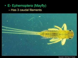 • E- Ephemoptera (Mayfly)
– Has 3 caudal filaments
Copyright © 2010 Ryan P. Murphy
 