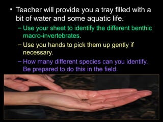 • Teacher will provide you a tray filled with a
bit of water and some aquatic life.
– Use your sheet to identify the different benthic
macro-invertebrates.
– Use you hands to pick them up gently if
necessary.
– How many different species can you identify.
Be prepared to do this in the field.
 