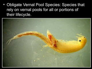 • Obligate Vernal Pool Species: Species that
rely on vernal pools for all or portions of
their lifecycle.
 