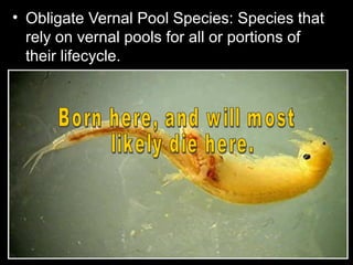 • Obligate Vernal Pool Species: Species that
rely on vernal pools for all or portions of
their lifecycle.
 