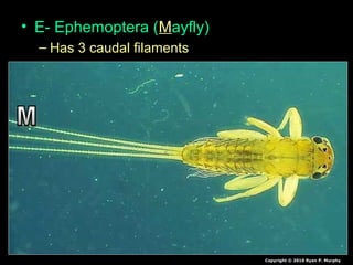 • E- Ephemoptera (Mayfly)
– Has 3 caudal filaments
Copyright © 2010 Ryan P. Murphy
 
