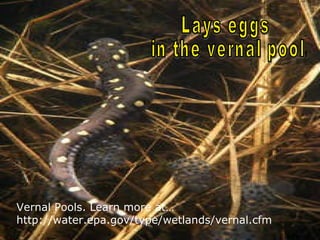 Vernal Pools. Learn more at…
http://water.epa.gov/type/wetlands/vernal.cfm
 