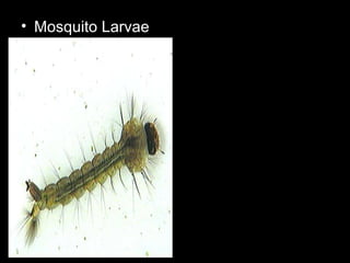 • Mosquito Larvae
 