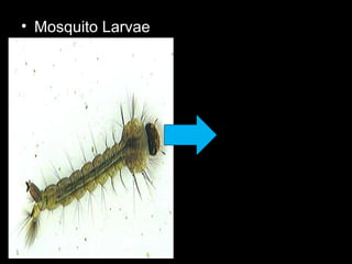• Mosquito Larvae
 
