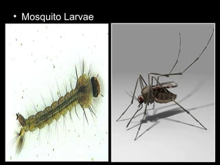 • Mosquito Larvae
 