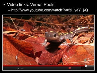 • Video links: Vernal Pools
– http://www.youtube.com/watch?v=fzI_yaY_j-Q
 