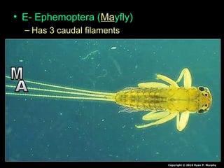 • E- Ephemoptera (Mayfly)
– Has 3 caudal filaments
Copyright © 2010 Ryan P. Murphy
 
