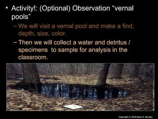 • Activity!: (Optional) Observation “vernal
pools”
– We will visit a vernal pool and make a find,
depth, size, color.
– Then we will collect a water and detritus /
specimens to sample for analysis in the
classroom.
Copyright © 2010 Ryan P. Murphy
 
