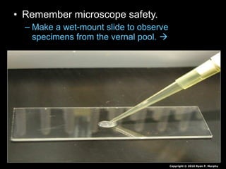 • Remember microscope safety.
– Make a wet-mount slide to observe
specimens from the vernal pool. 
Copyright © 2010 Ryan P. Murphy
 