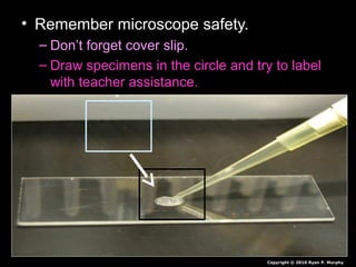 • Remember microscope safety.
– Don’t forget cover slip.
– Draw specimens in the circle and try to label
with teacher assistance.
Copyright © 2010 Ryan P. Murphy
 