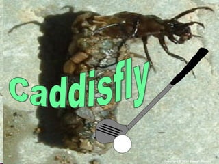 Copyright © 2010 Ryan P. Murphy
 