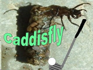 Copyright © 2010 Ryan P. Murphy
 