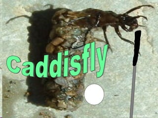 Copyright © 2010 Ryan P. Murphy
 