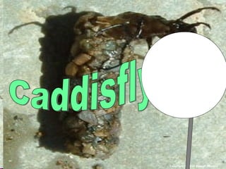 Copyright © 2010 Ryan P. Murphy
 