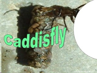 Copyright © 2010 Ryan P. Murphy
 