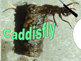 Copyright © 2010 Ryan P. Murphy
 